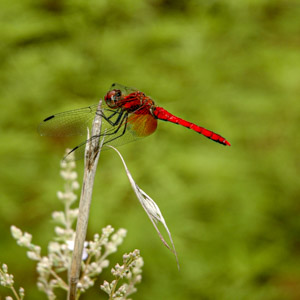 Chinese Dragon Fly